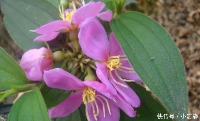  回家|经常上山砍柴的都认识这种草药，挖回家炖肉，对流鼻血很有帮助