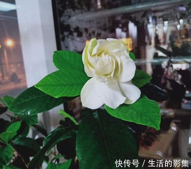 想让栀子源源不断开出馥郁大花,万万不能缺了这一步,一学就会!