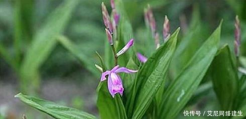 “它”被人称作“最丑”兰花,却因根茎有独特作用,深受男喜爱女