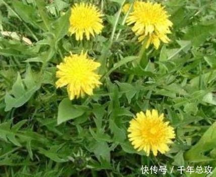 吃苹果|想长寿先排毒,推荐常吃3种食物,燃烧脂肪,营养美味又补血