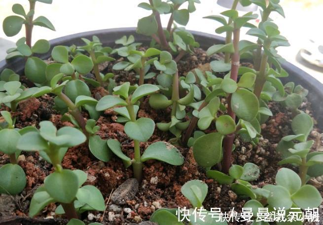 枝条|扦插金枝玉叶，用1招，长根快，成活率高达99%