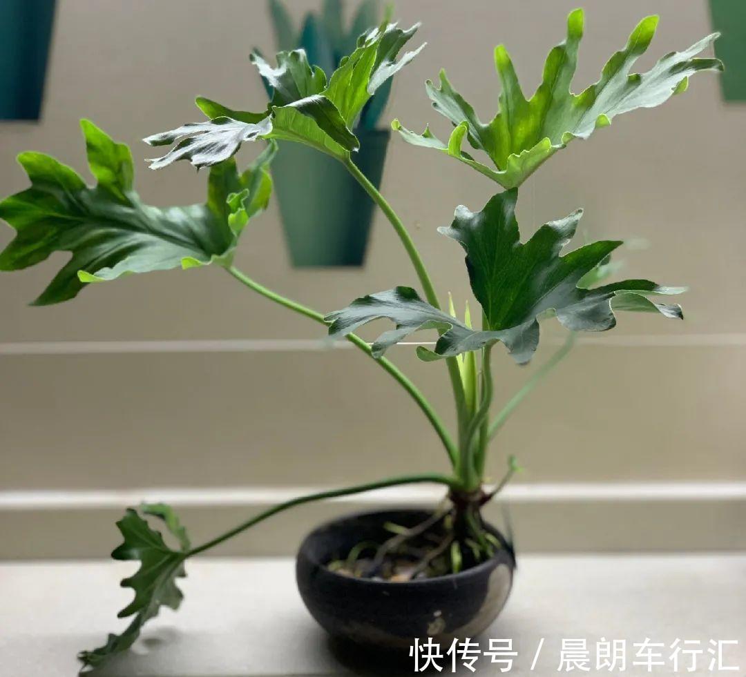 绿萝可以扔了,养盆“格调”花,颜值高还有气质