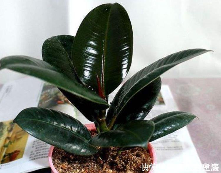 杀菌|聪明人都养4种花,除尘又杀菌,不花一分钱,空气清新