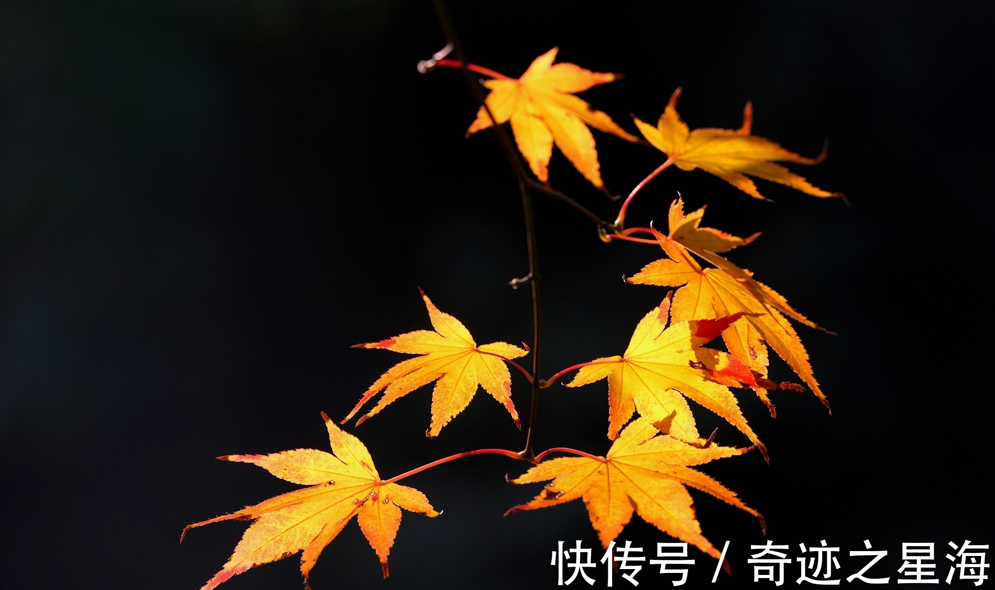 诗人&宋诗精华五首,其中一首是苏洵的压卷之作,值得一读