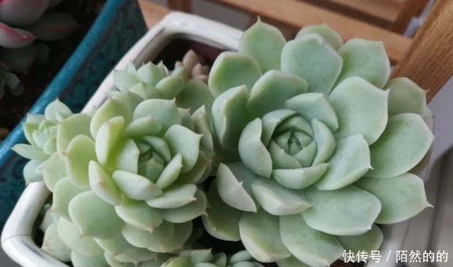 5种一般人养不活的多肉,入坑前要做“功课”,不然养一盆死一盆!