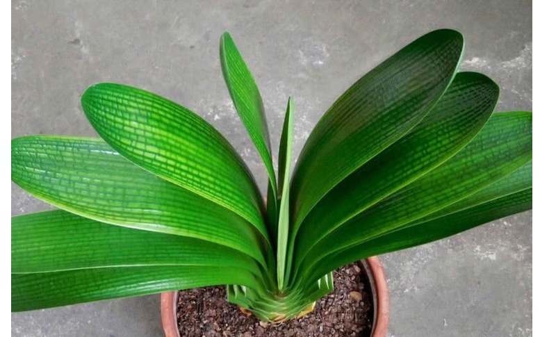 浇水|家里养君子兰,用以下方法,长的根深叶大,侧芽多,开花多!