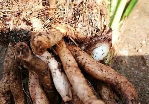 树桩|促使兰花发芽的方法,离不开3个要素,20天就见效