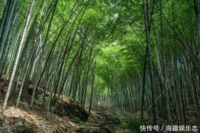 木屋|住进江南的原始森林，在白云之上的童话木屋里，做一个美梦