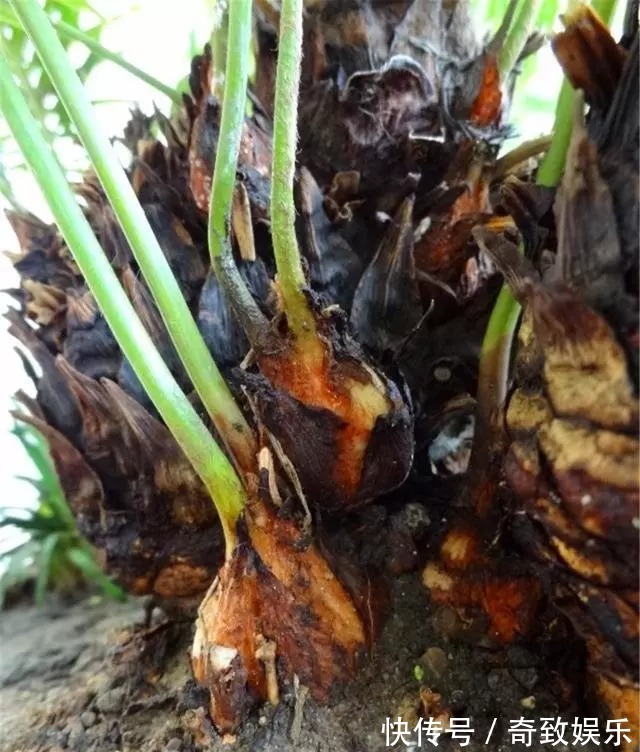 3种“贵树”,剪根枝条插土里,20天生根,3年长成“高价盆景”