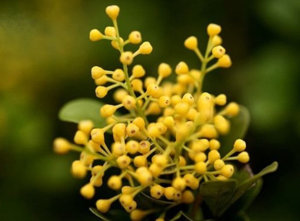 养米兰花，牢记3个“前奏”，瞬间“爆盆”，花开百朵，香气四溢