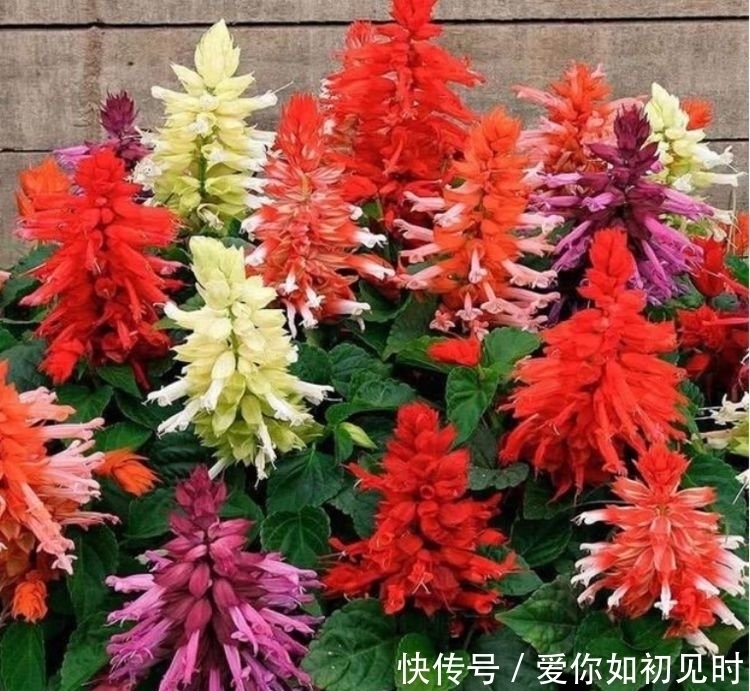 养人|4种花好养易活,旺财又养人,养一盆一年四季都在开!