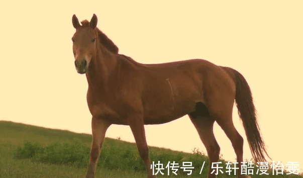 生肖|生肖虎的贵人都是谁遇见等于交好运，助你赢得先机，闯出名堂