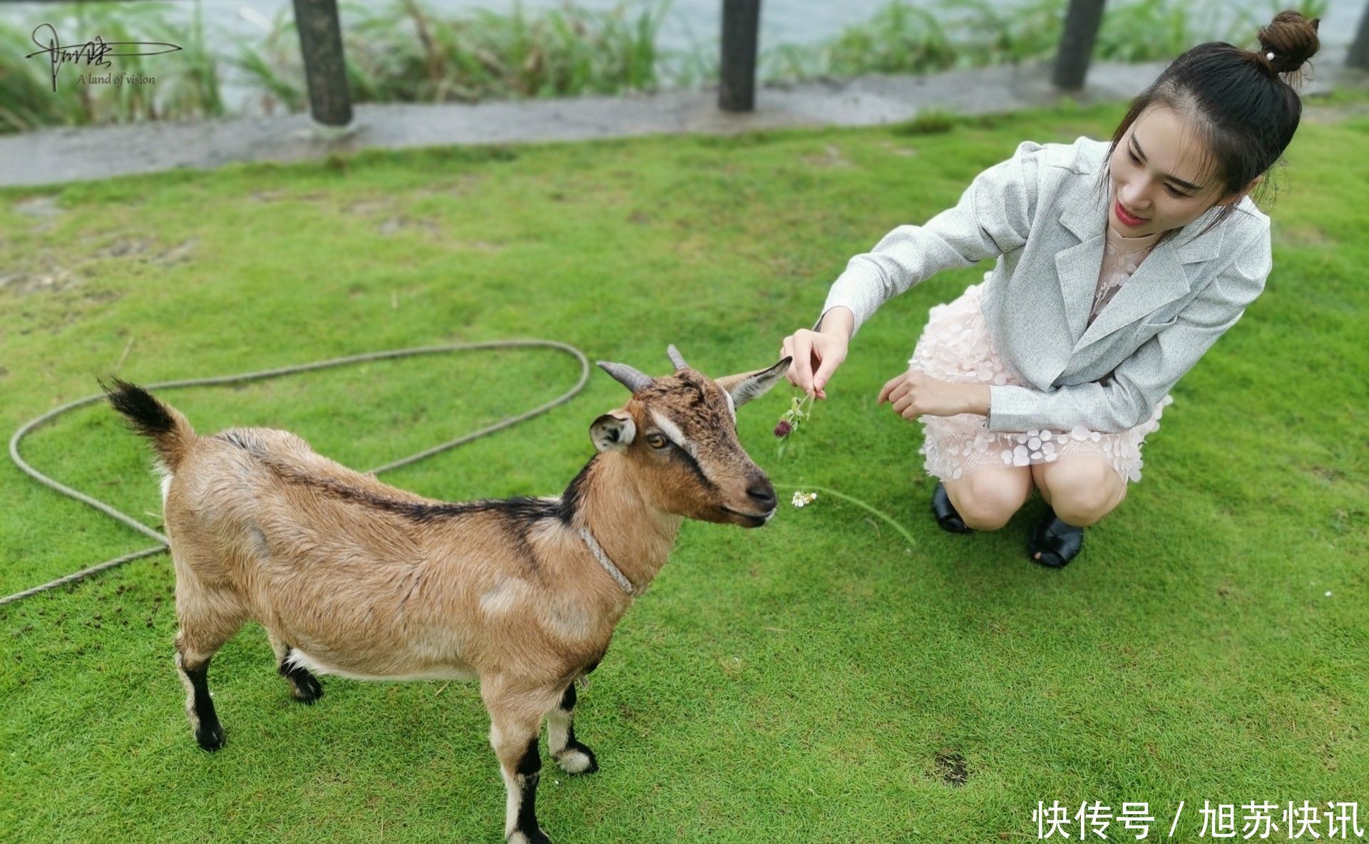 岛上|在大嵛山岛上一个比较“荒芜”的游客中心，遇见一只羊