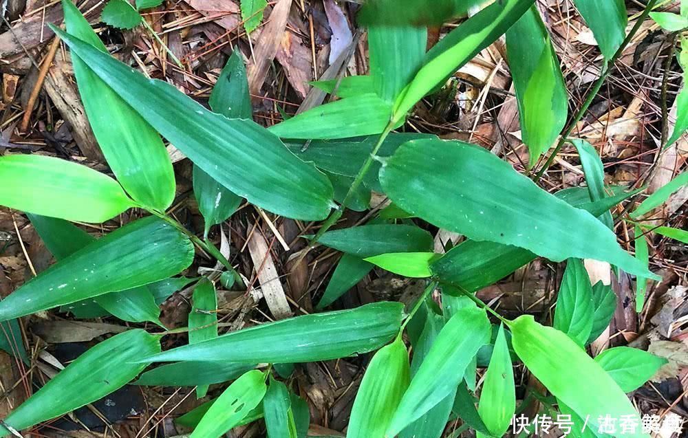 山里一种似竹叶的野草,过去常用来喂鸡,如今15元一斤成稀罕货