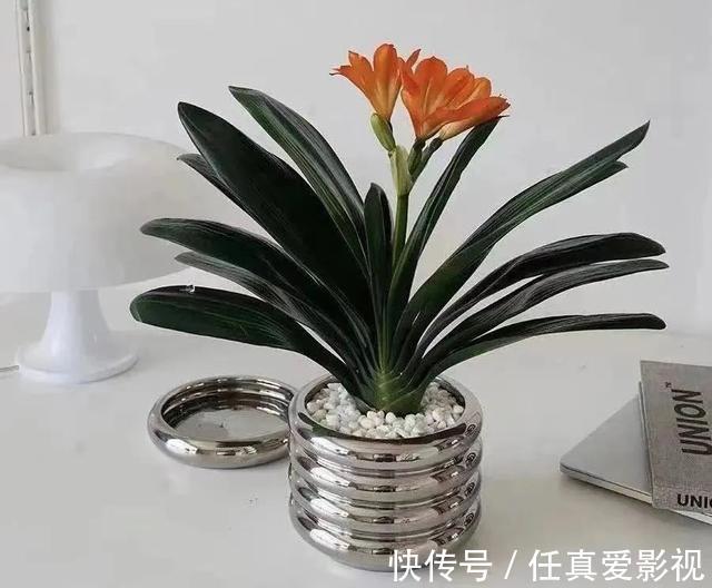 客厅养花就选这5种,清雅又大方、越养家里越干净,越养越健康