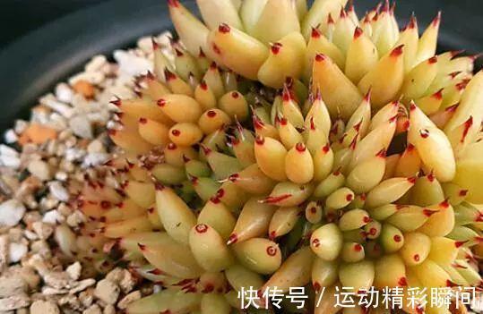 霓虹灯|最昂贵的10种多肉,第一种价格高达600万,网友直呼买不起