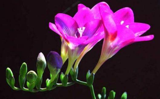 4种花是开花王,沾土就活,开花漂亮财运来,寓意超好的