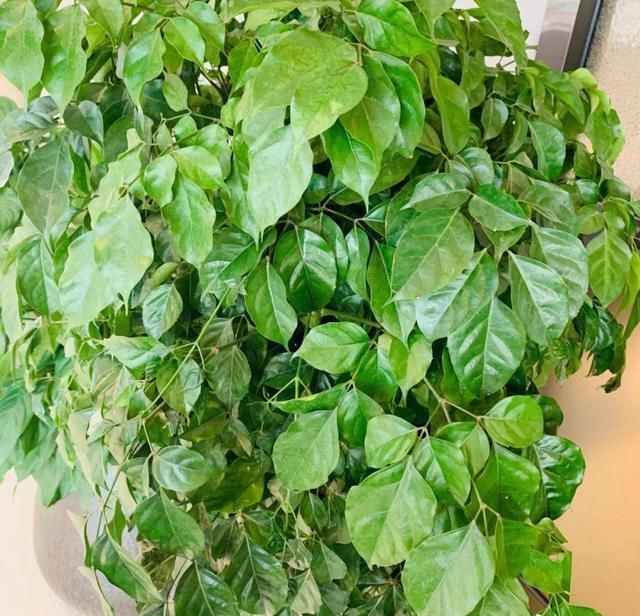 夏天养花,这3种事千万别做,否则黄叶又烂根