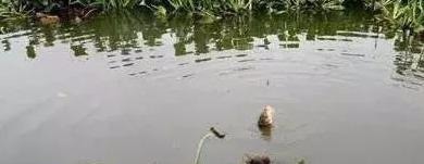 秋钓草边“三钓”、“三不钓”，用好了总有一次要爆护