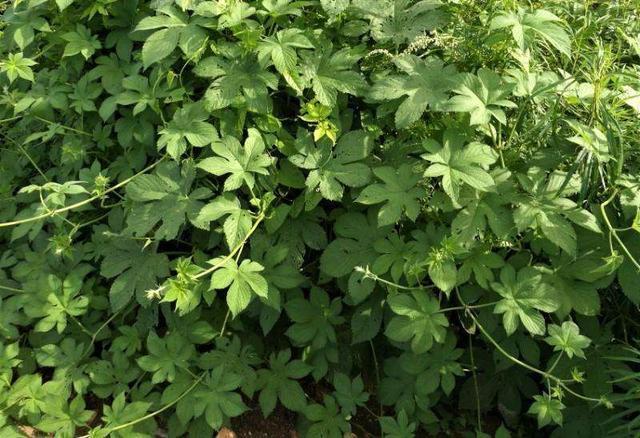 拉拉秧又开始疯长了,被它擦伤过吗知道它真名叫啥吗