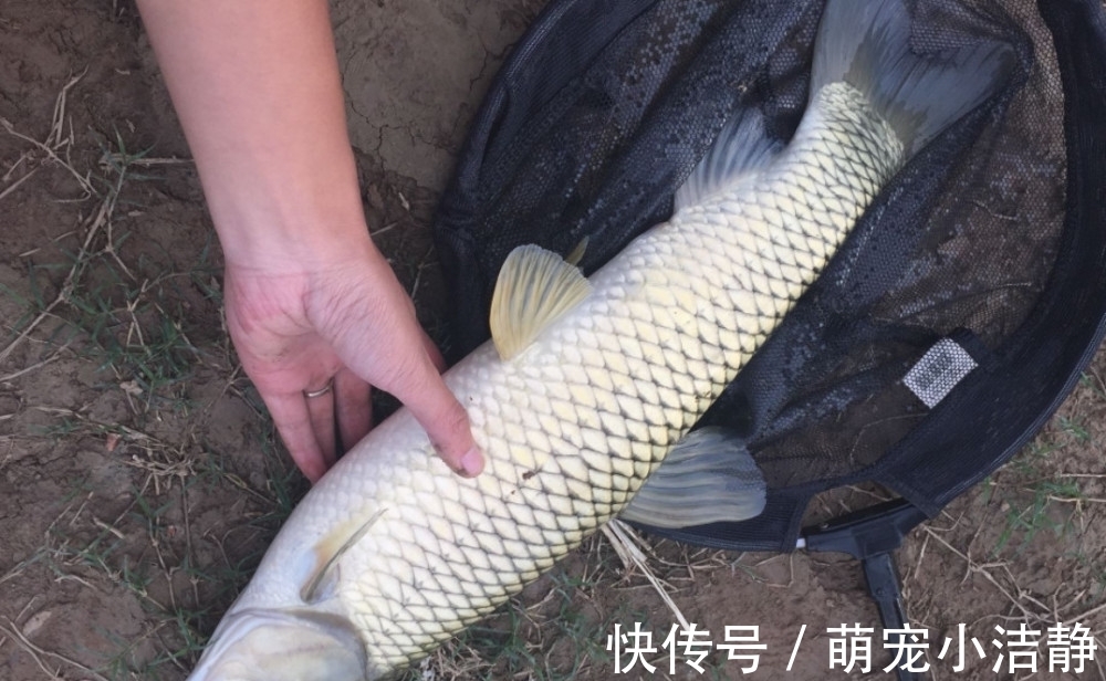 这两种钓法专门钓草鱼，不怎么费力，草鱼很容易就上钩了