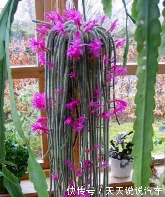 3种花美的出奇,不仅花好看,名字也好听,花开不断!