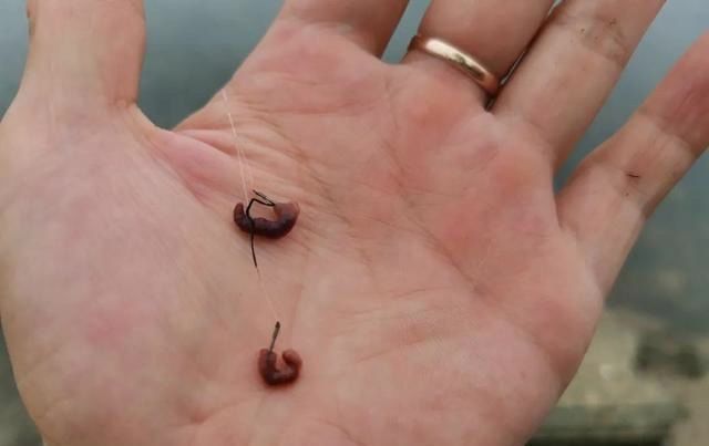 鱼情|高温天垂钓不宜用蚯蚓实践出真知,“万能饵”并非浪得虚名