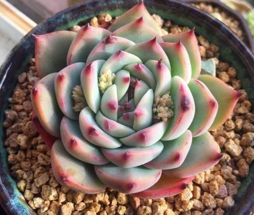 胖娃|多肉干瘪好像小老头?原因有三种,学会了顺利过冬,长成小胖娃!