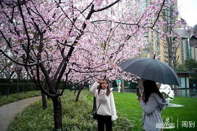 雨打樱花，花衬雨，雨中樱花别样美！内附保姆级拍花攻略