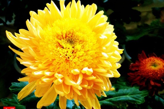 喜欢菊花，不如养盆“菊中珍品”唐宇托桂，似金蕊金衣，金忙四溢