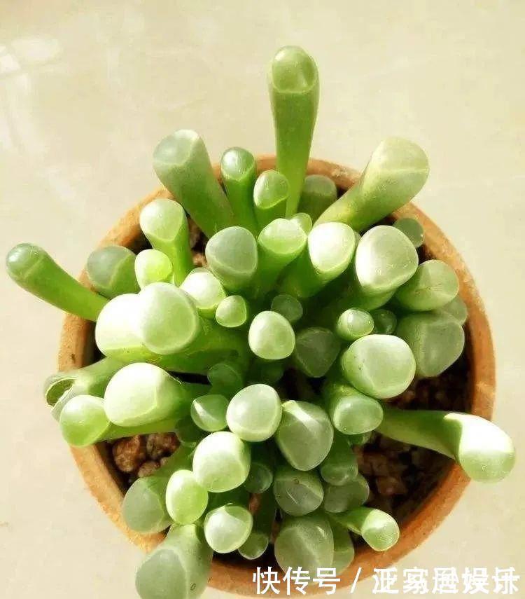 8款颜值奇高的多肉植物，第4盆最好养，第5盆好多人见了就想掐