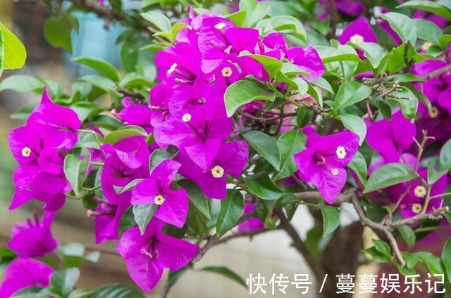 红掌|6种四季开花的植物,选哪一种好呢,听我给你分析