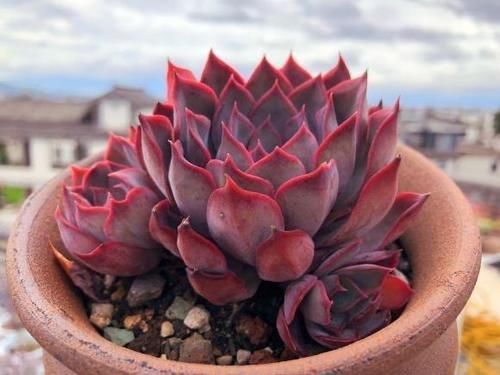 漂亮|封闭阳台养什么多肉最合适，老花友诚心推荐这12款，省心又漂亮