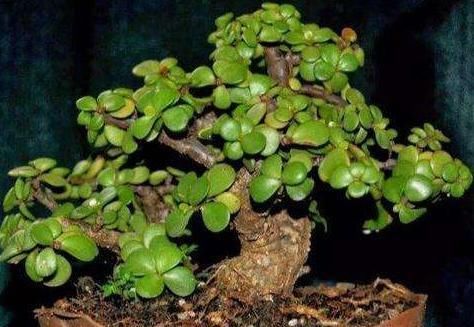 金枝玉叶能往叶片上浇水吗?