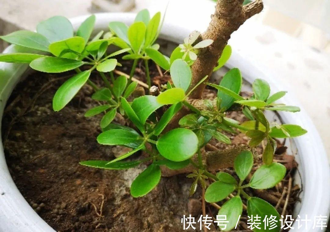 花友|7种花，现在要砍头，冲天炮变成爆炸头