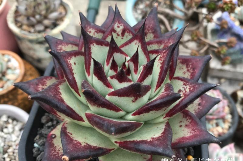 别嫌万象盆丑，其实拿来种多肉很实用，我好些多肉都是用它栽种的