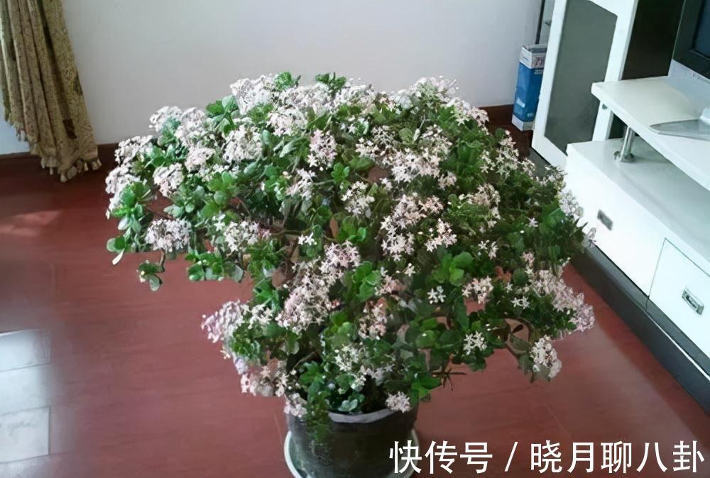 农历九月十八霜降后,养什么花?家里养3种花,一帆风顺幸福常伴