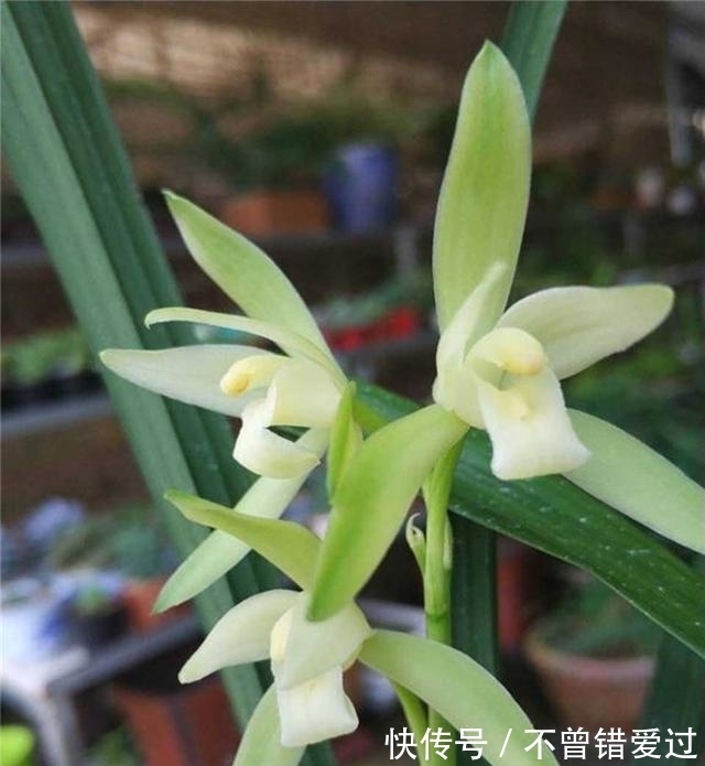 希望长期有花赏,就试试这款兰花,花期超长,香气醇厚还好养