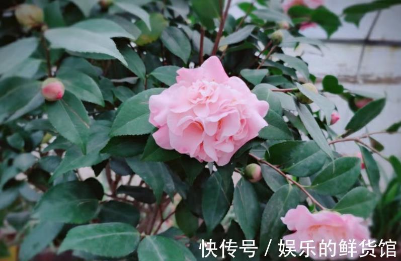 结晶体|养花用磷酸二氢钾催花，到底该怎么操作，为什么有人喜有人厌？