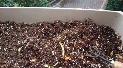 养花换盆的旧土别扔, 简单2步, 旧土变新土, 养花效果嗷嗷的