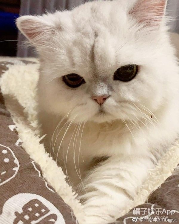 海豚湾恋人|还记得《海豚湾恋人》的许绍洋吗？去当健身教练了？