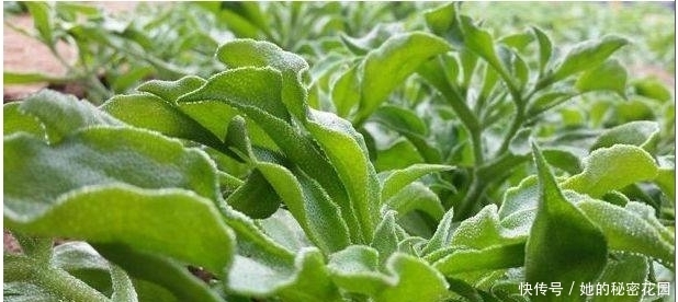 功效|這些人見人愛的野菜,食療功效高,軟化血管強心潤肺、還防癌抗癌