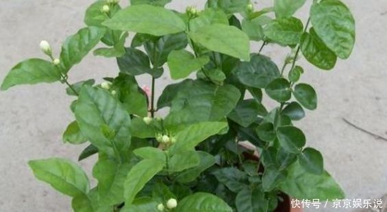 茉莉花要狠下心修剪，花才能越开越大不要舍不得