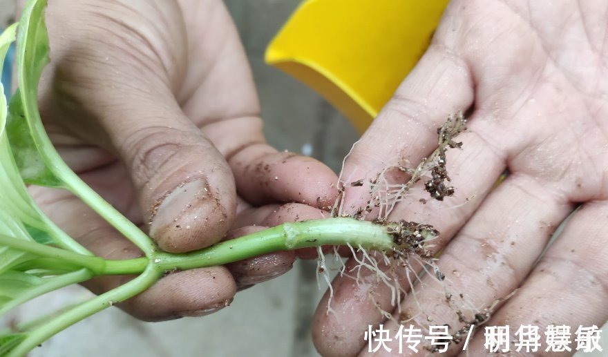 扦插|养花2种扦插方法,掌握“关键点”,扦插不再难,扦插一棵活一棵