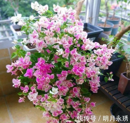 指甲花|4种花养了就爆盆,30天不浇水照样生长,一年开花不断