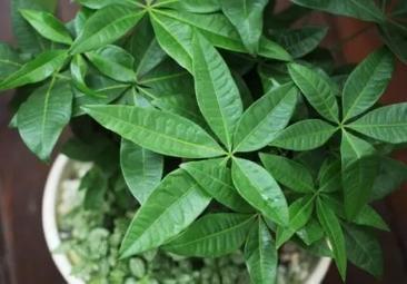 蟹爪兰|什么蚯蚓粪、柳枝水都不如“万能肥”,啥花都能养,1-2勺就管事