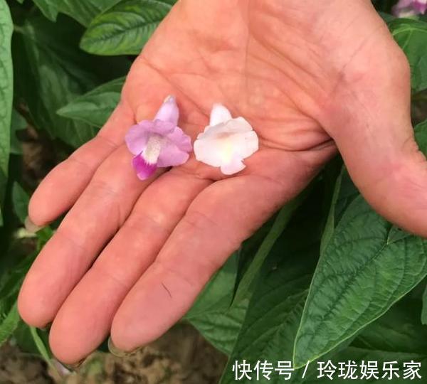 芝麻花|想要夏季养花,用作装饰阳台盆栽它们,一眼望去美不胜收