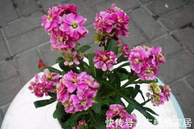 花期最长4种花，漂亮似牡丹，轻松一养就爆盆，不要错过