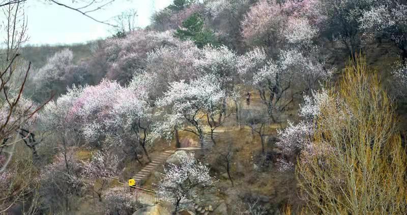 满山杏花迎春开太行山上春色浓！