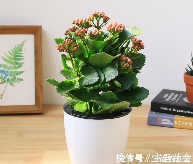 施肥|长寿花很好养,施点这种肥,叶片肥美又亮丽,花期能达150天